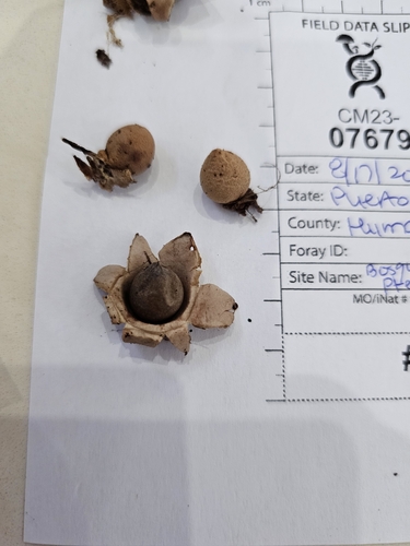 Geastrum (Photo 4 of 5)