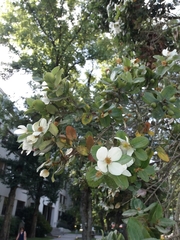 Eucryphia cordifolia