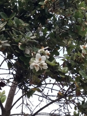 Eucryphia cordifolia
