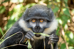 Allochrocebus lhoesti