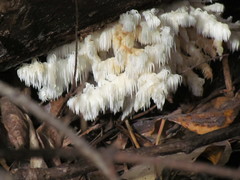 Hericium abietis