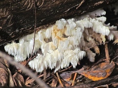 Hericium abietis