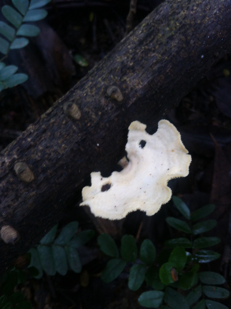Favolus brasiliensis · March 2016 · photo: © dschigel (iNaturalist, cc-by)