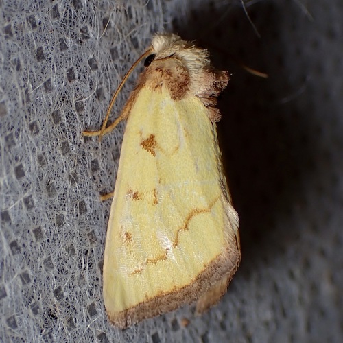 Nocloa aliaga Barnes, 1905