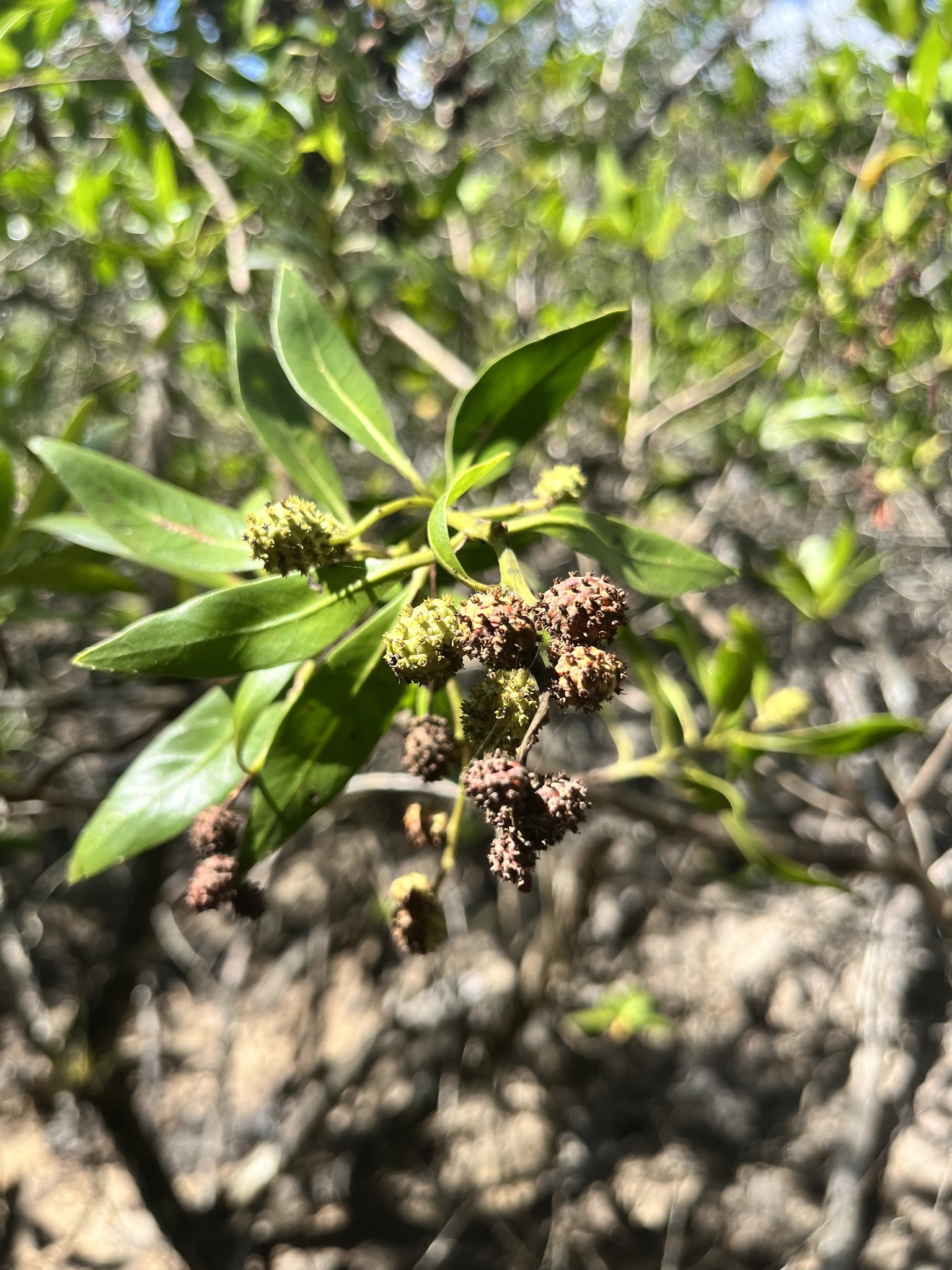 Conocarpus erectus