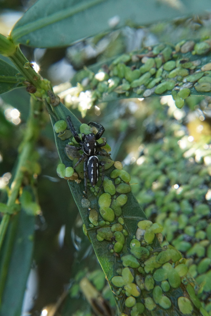 Short-bellied Slender Jumping Spider