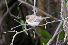 Setophaga coronata