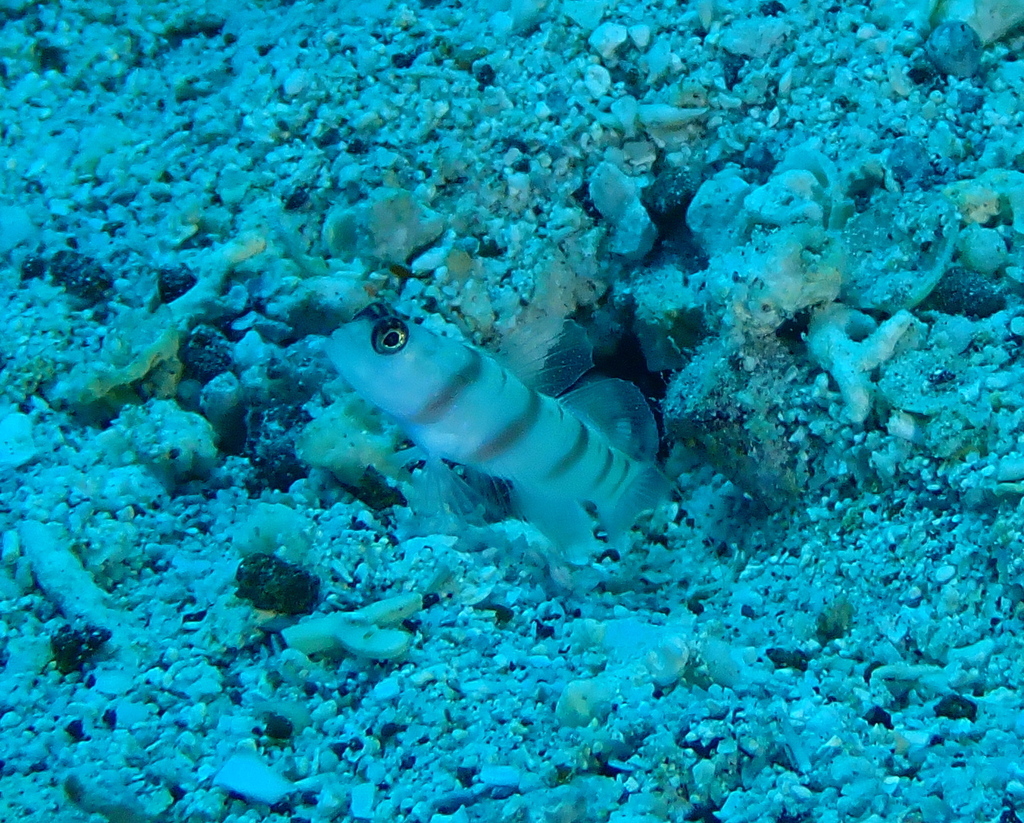 Steinitz' goby