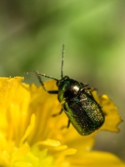 Cryptocephalus hypochaeridis