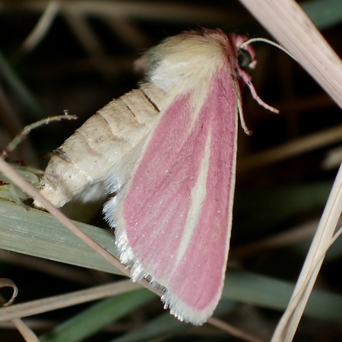 Heliocheilus julia photo 5