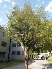 Podocarpus salignus