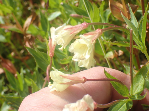 Image of Epilobium luteum by no rights reserved