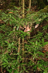 Oncostemum nervosum
