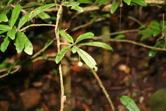 Oncostemum nervosum