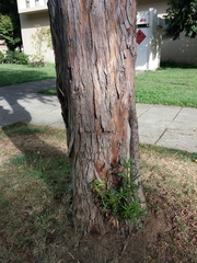 Podocarpus salignus