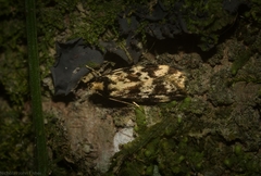 Barea euprepes