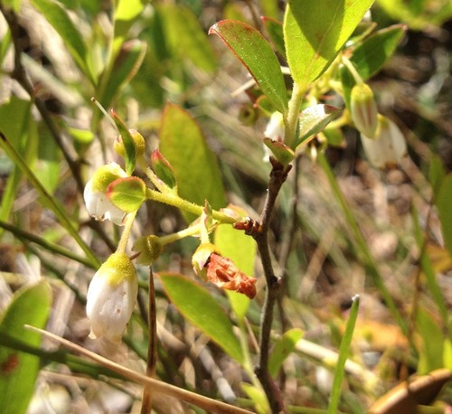 Gaylussacia image