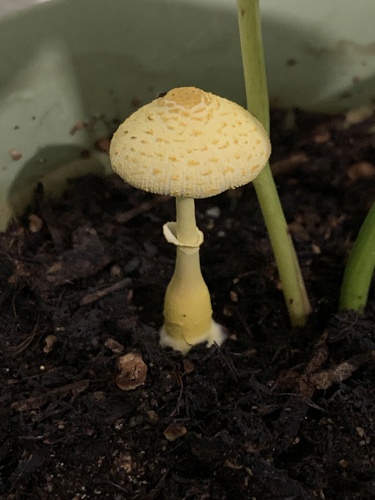 Flowerpot parasol