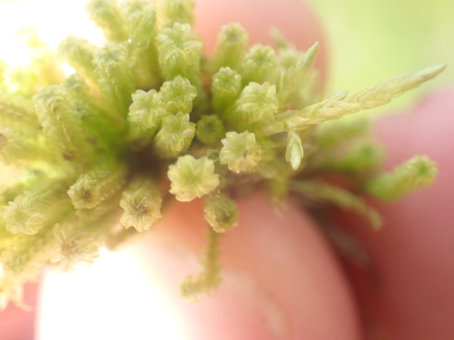 Image of Paludella squarrosa by no rights reserved