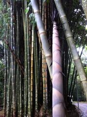 Bambusoideae