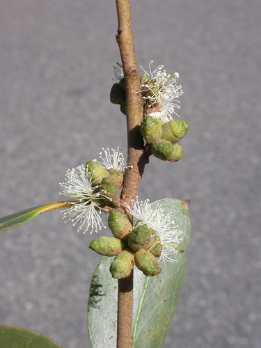 Eucalyptus victoriana