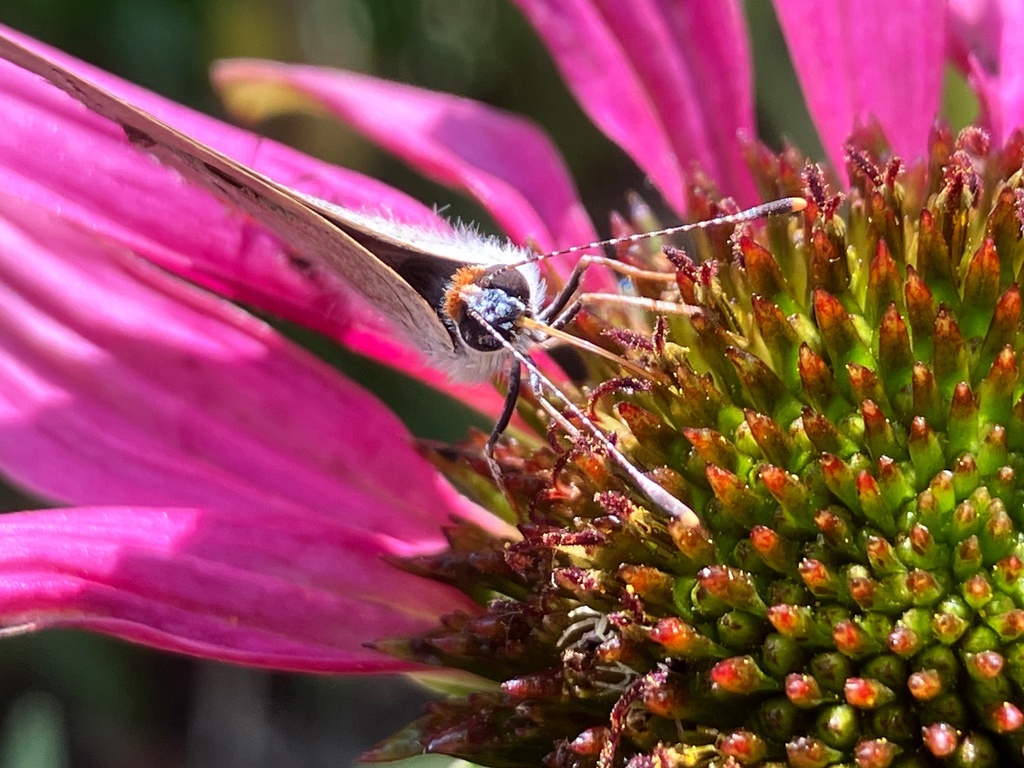 Gray Hairstreak From Washington State University Pullman WA US On gray-hairstreak-from-washington-state-university-pullman-wa-us-on