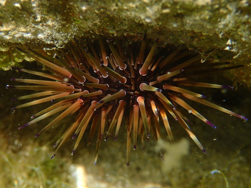 Echinometra viridis