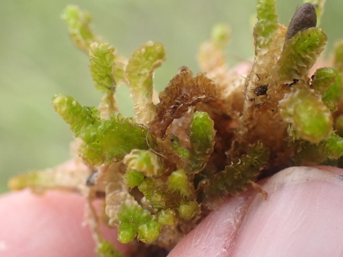 Image of Barbilophozia lycopodioides by no rights reserved
