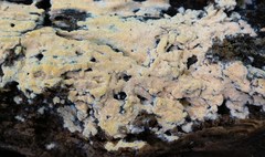 Steccherinum nitidum