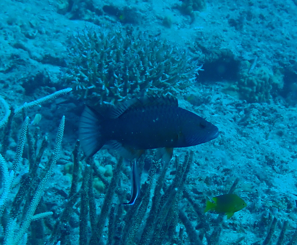 bandcheek wrasse
