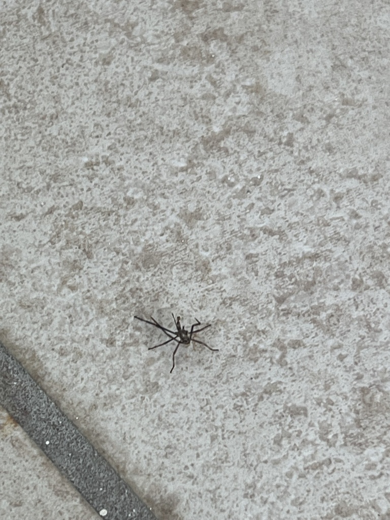 Mosquitoes and Midges from Puerto Rico, Gurabo, Puerto Rico, US on