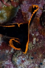 Platax pinnatus