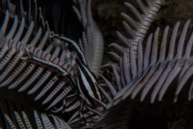 Elegant Squat Lobster