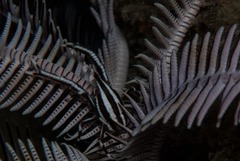 Allogalathea elegans