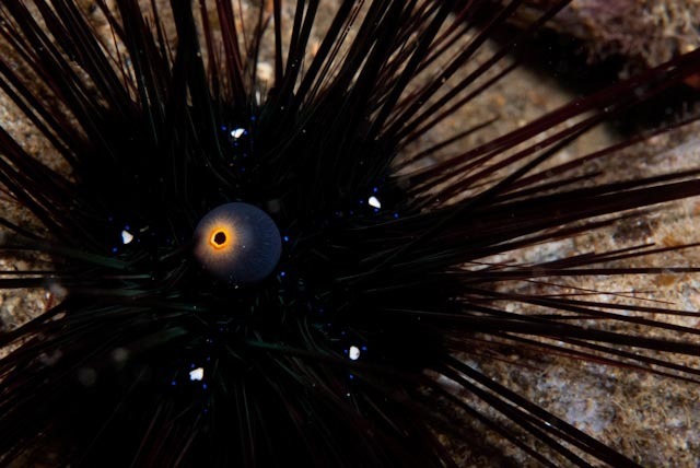 Diadematacea
