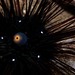 Black Longspine Urchin - Photo (c) Georgina Jones, some rights reserved (CC BY-SA), uploaded by Georgina Jones