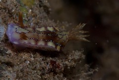 Hypselodoris krakatoa