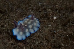 Goniobranchus hintuanensis