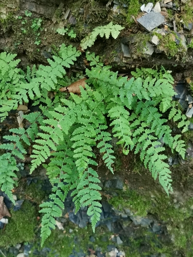 Image of Woodsia manchuriensis by (c) Elena_Sherehora, some rights reserved (CC BY)