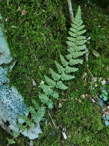 Image of Woodsia manchuriensis by (c) Elena_Sherehora, some rights reserved (CC BY)