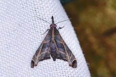 Palthis angustipennis