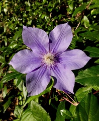 Clematis lanuginosa