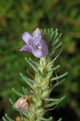 Eremophila caerulea