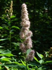 Spiraea × rosalba