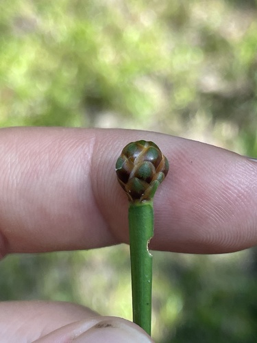 Xyris laxifolia, photograph 6