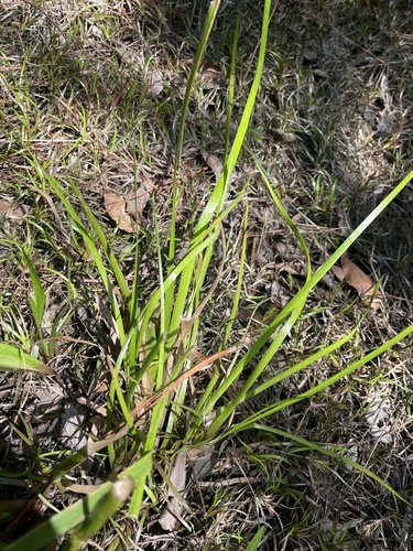 Foto de Xyris laxifolia