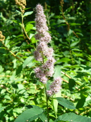 Spiraea × rosalba