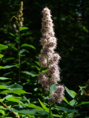 Spiraea × rosalba