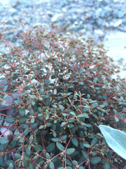 Euphorbia parishii