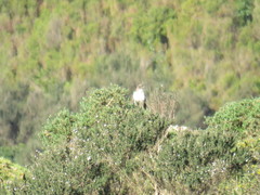 Buteo buteo rothschildi